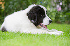 Landseer Puppy