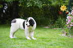 Landseer Puppy