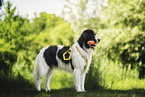 Landseer