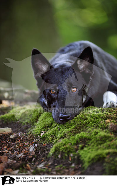 lying Lapponian Herder / NN-07175