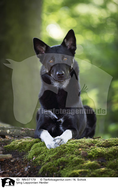 liegender Finnischer Lapplandhirtenhund / lying Lapponian Herder / NN-07179