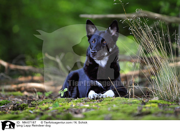 liegender Lapplndischer Rentierhund / lying Lapp Reindeer dog / NN-07187