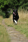 running Lapp Reindeer dog