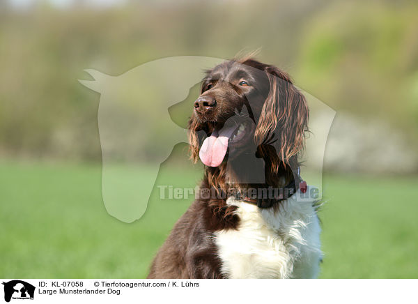 Groer Mnsterlnder Portrait / Large Munsterlander Dog / KL-07058