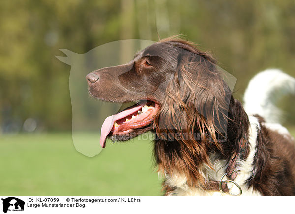 Large Munsterlander Dog / KL-07059