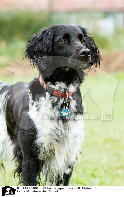 Groer Mnsterlnder Portrait / Large Munsterlander Portrait / KMI-02880