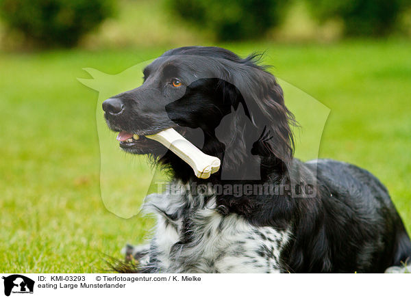 eating Large Munsterlander / KMI-03293