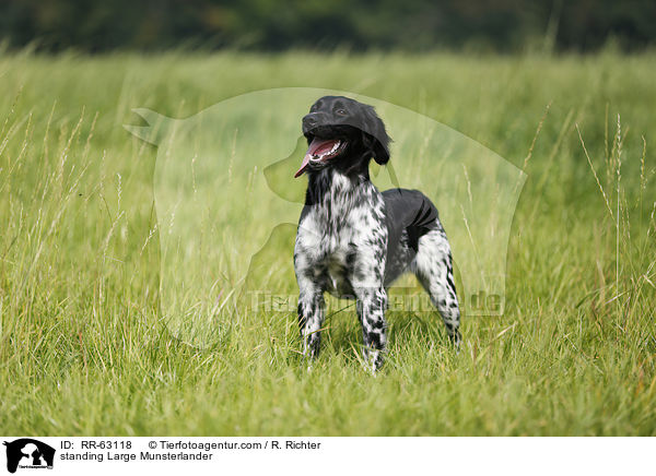 standing Large Munsterlander / RR-63118