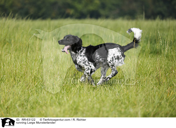 running Large Munsterlander / RR-63122