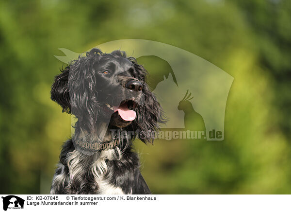 Large Munsterlander in summer / KB-07845