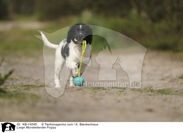 Groer Mnsterlnder Welpe / Large Munsterlander Puppy / KB-14046
