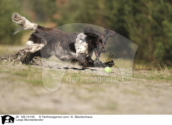 Groer Mnsterlnder / Large Munsterlander / KB-14148