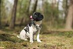 Large Munsterlander Puppy