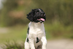Large Munsterlander Puppy