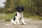 Large Munsterlander Puppy