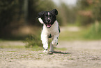 Large Munsterlander Puppy