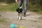 Large Munsterlander Puppy