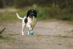 Large Munsterlander Puppy