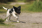 Large Munsterlander Puppy