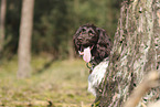 Large Munsterlander