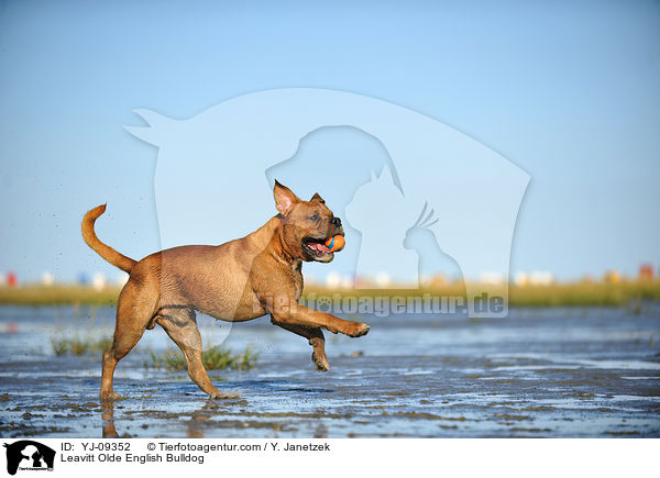 Leavitt Olde English Bulldog / YJ-09352