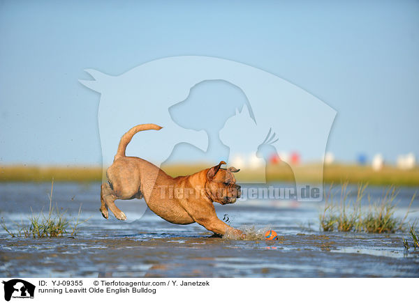 rennende Leavitt Olde English Bulldogge / running Leavitt Olde English Bulldog / YJ-09355