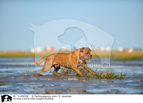 rennende Leavitt Olde English Bulldogge / running Leavitt Olde English Bulldog / YJ-09356