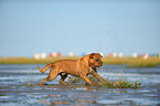 running Leavitt Olde English Bulldog