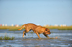 running Leavitt Olde English Bulldog