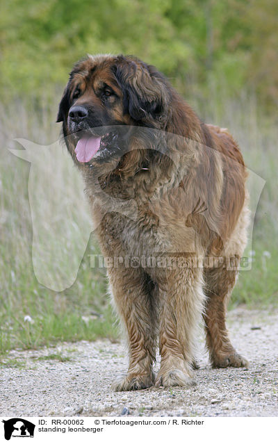 stehender Leonberger Rde / standing leonberger / RR-00062