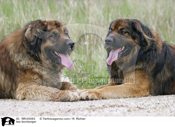 2 Leonberger Rden / two leonberger / RR-00063