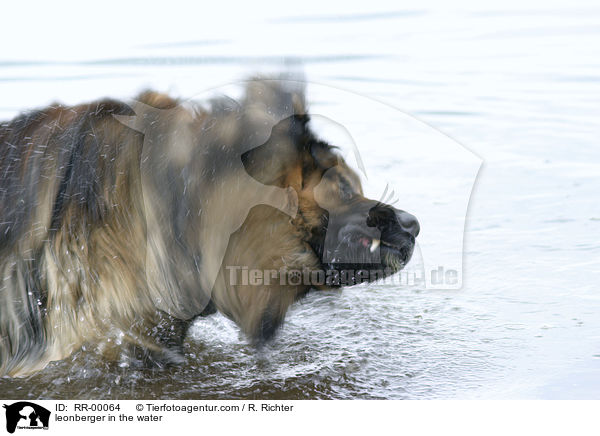 Leonberger Rde schttelt sich im Wasser / leonberger in the water / RR-00064