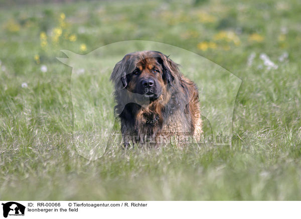 Leonberger Rde im Feld / leonberger in the field / RR-00066