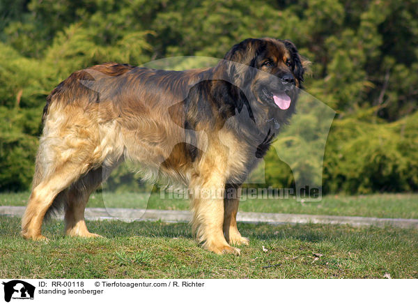 stehender Leonberger / standing leonberger / RR-00118