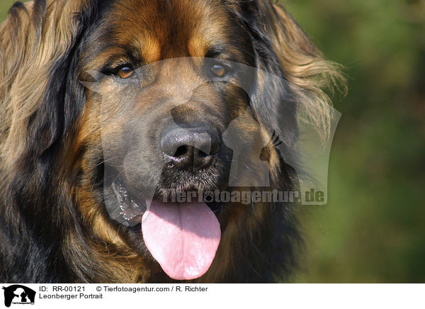Leonberger Portrait / Leonberger Portrait / RR-00121