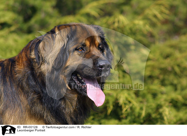 Leonberger Portrait / Leonberger Portrait / RR-00128