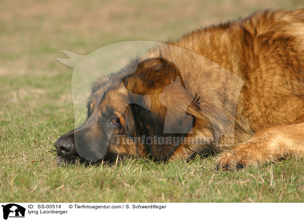 liegender Leonberger / lying Leonberger / SS-00514