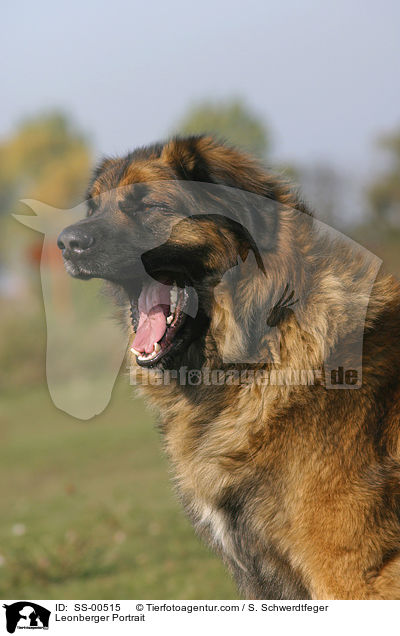 Leonberger Portrait / SS-00515