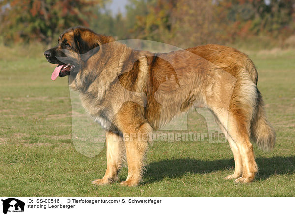 standing Leonberger / SS-00516