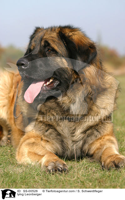 liegender Leonberger / lying Leonberger / SS-00526