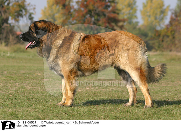 stehender Leonberger / standing Leonberger / SS-00527