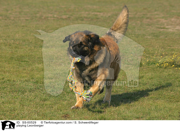 spielender Leonberger / playing Leonberger / SS-00529