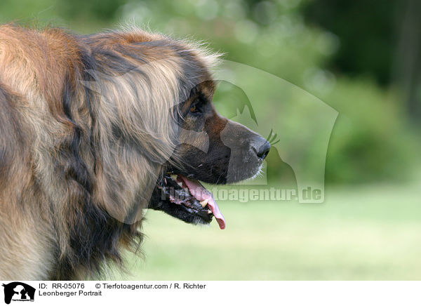 Leonberger Portrait / Leonberger Portrait / RR-05076