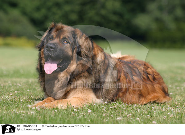 liegender / lying Leonberger / RR-05081