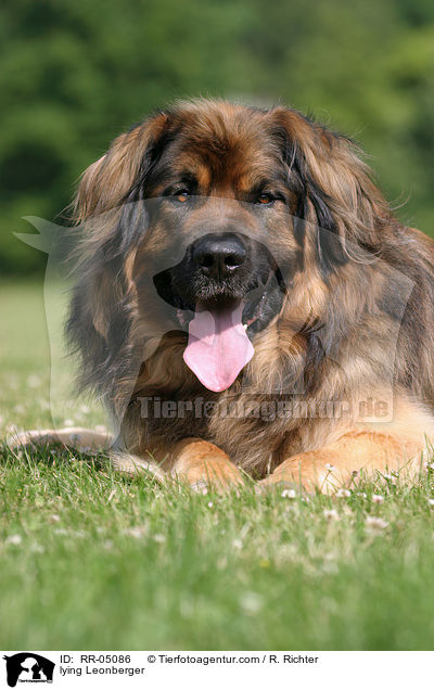 liegender / lying Leonberger / RR-05086