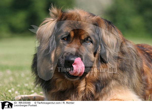 Leonberger Portrait / Leonberger Portrait / RR-05088