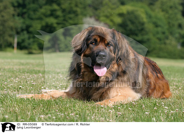 liegender / lying Leonberger / RR-05089