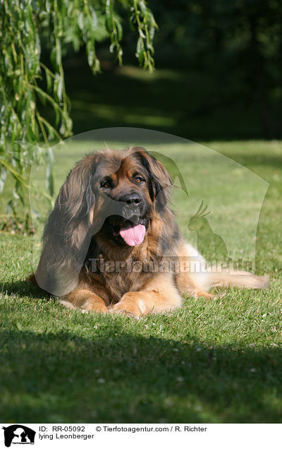 liegender / lying Leonberger / RR-05092