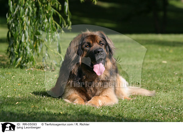 liegender / lying Leonberger / RR-05093