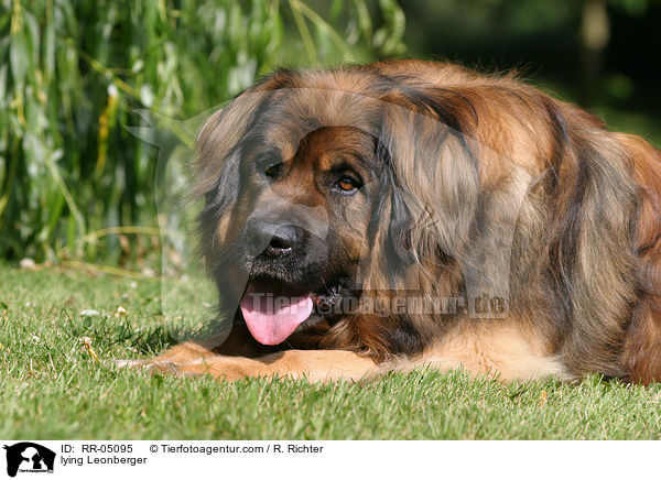 liegender / lying Leonberger / RR-05095